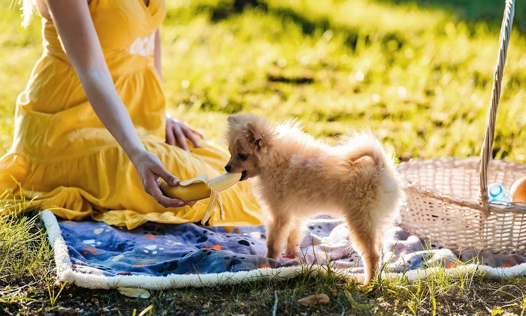 Puppy eating banana out of a woman’s hand
