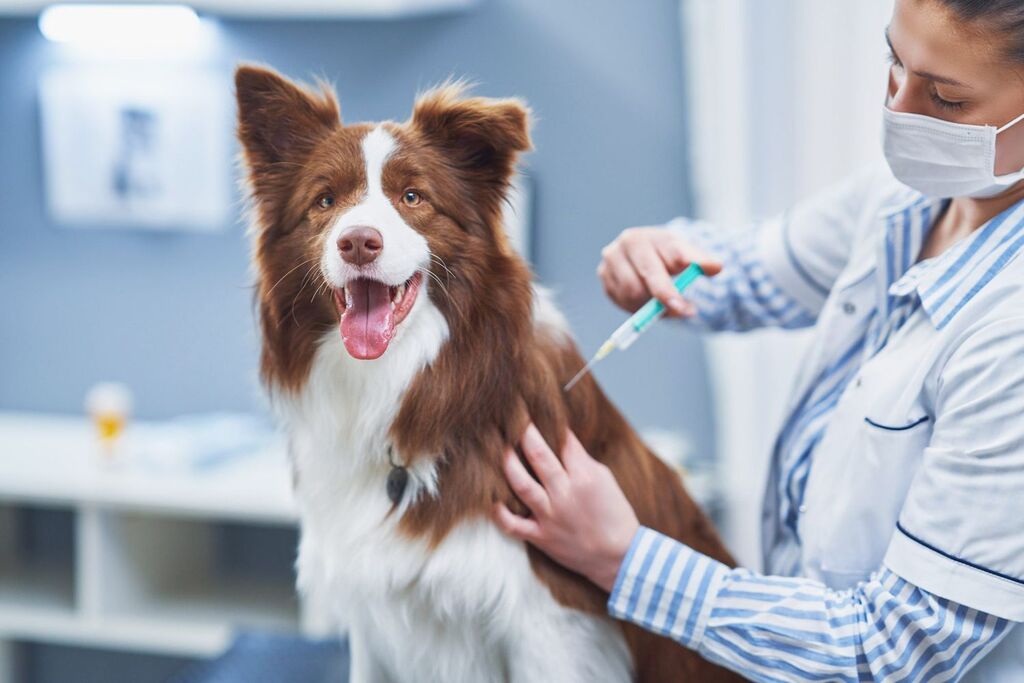 Canine Vaccinations