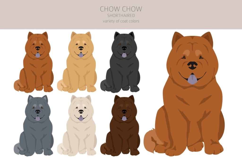 Chow Chow dog Coat Color Chart