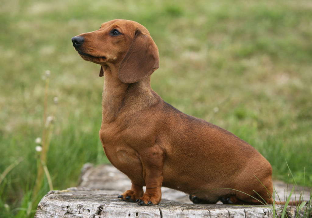 Coat and Color of Mini Dachshund