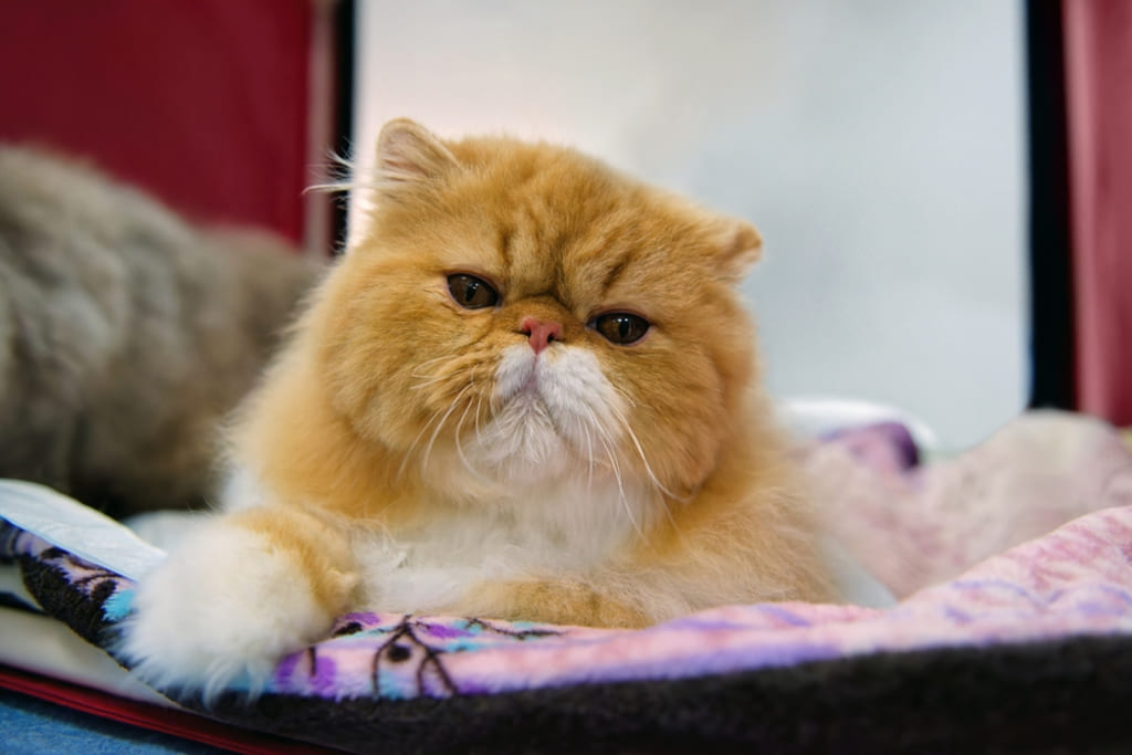 Coat and Color of Persian Cat