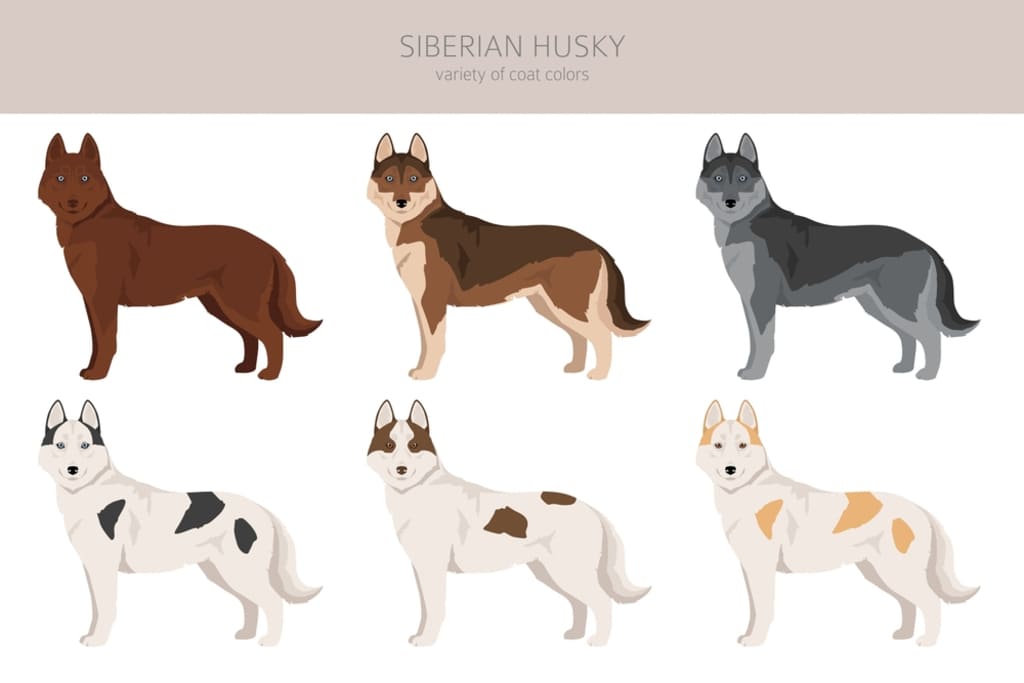 Coat and Color of Siberian Husky