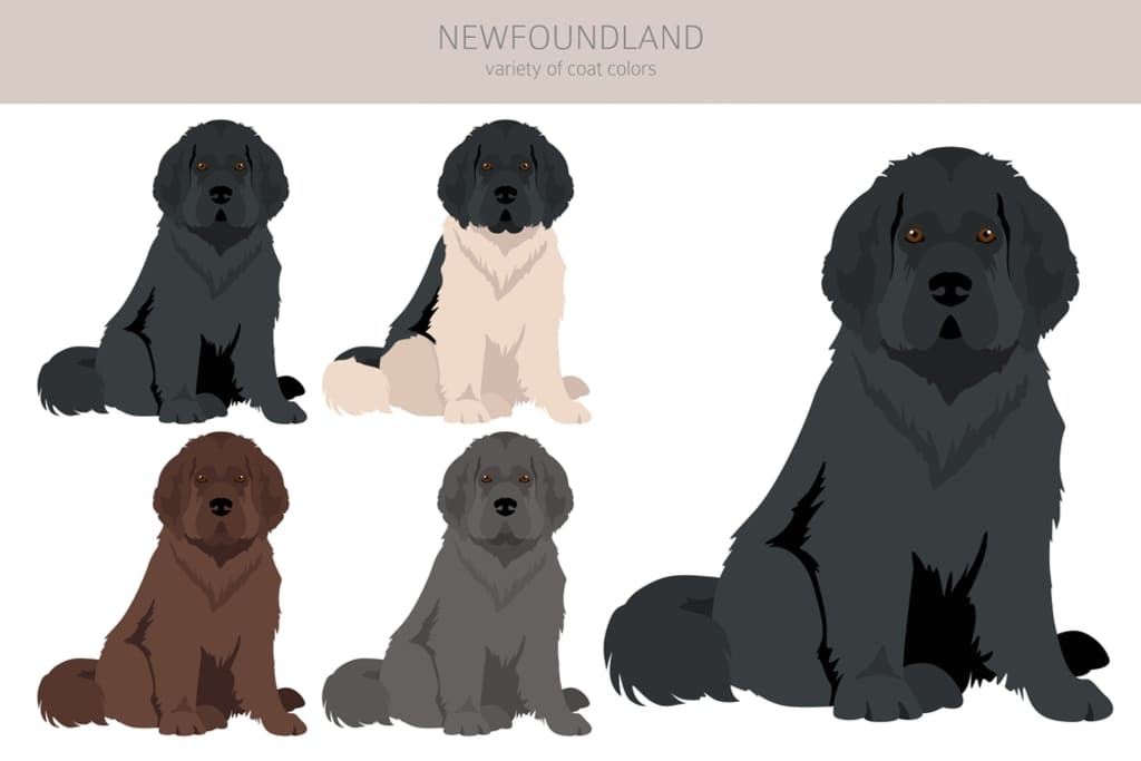 Coat and Colors of Newfoundland Dog