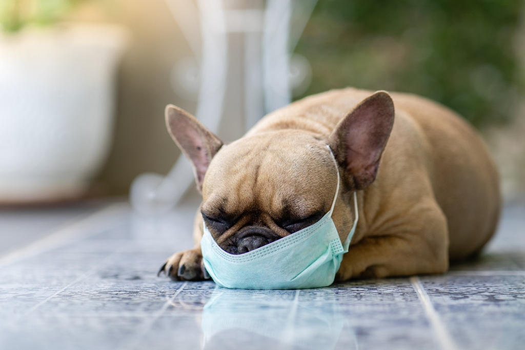 Respiratory problems in pets