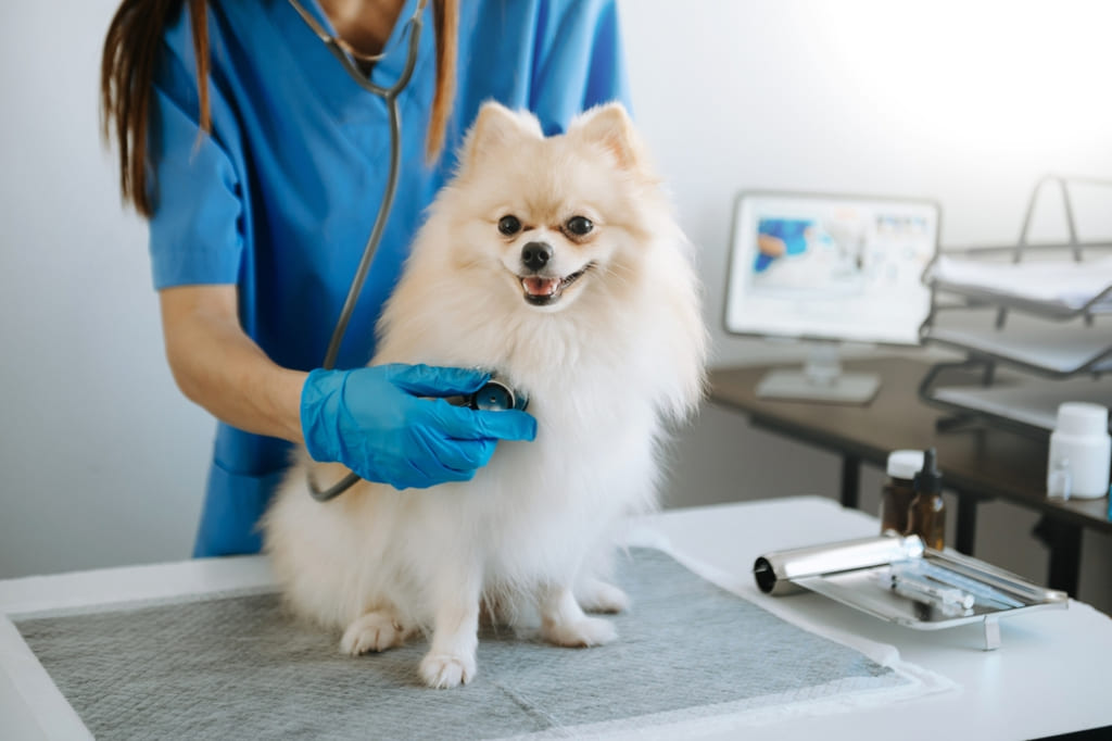Dog getting treated by a vet
