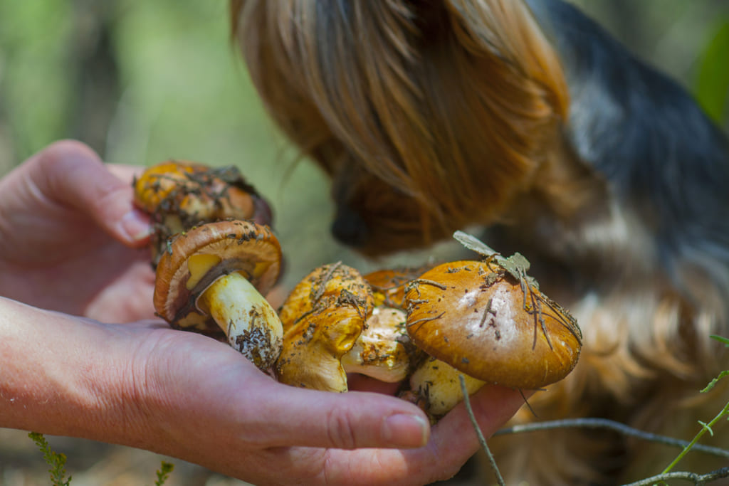  Dog sniffing mushrooms