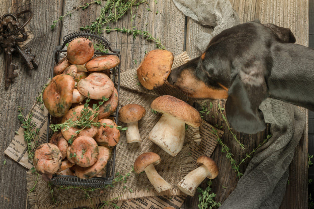 Dog eating mushrooms
