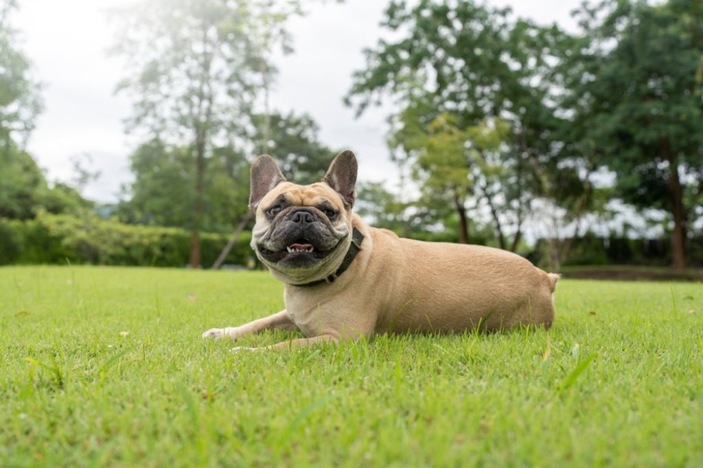 French Bulldog Sitting on Ground