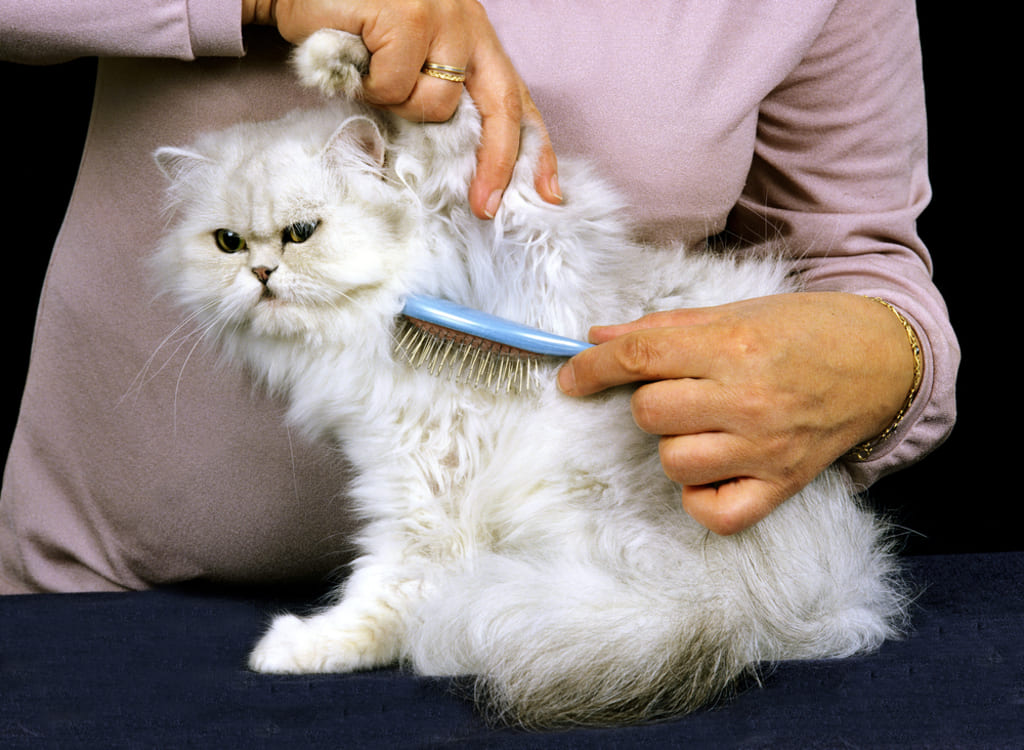 Grooming Needs of Persian Cat
