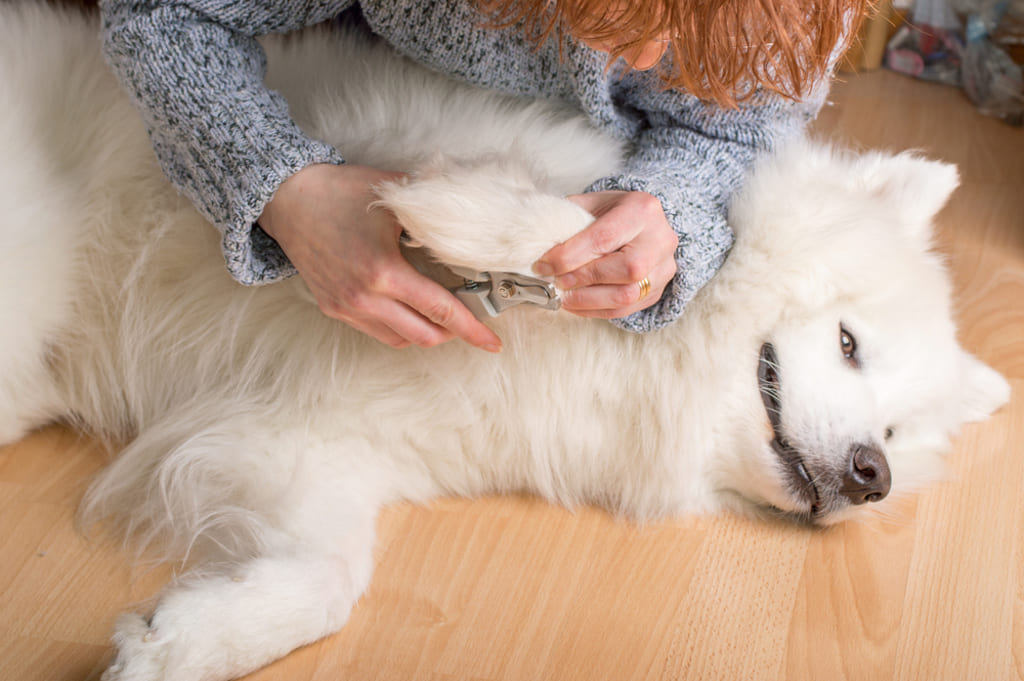 Grooming Needs of Samoyed Dog