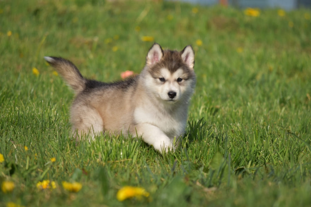 Grooming Requirements of Pomsky Dog