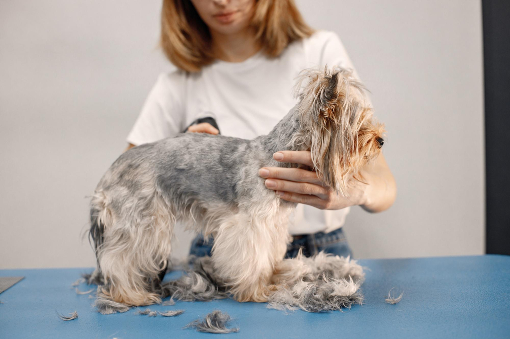 Hair loss in pets