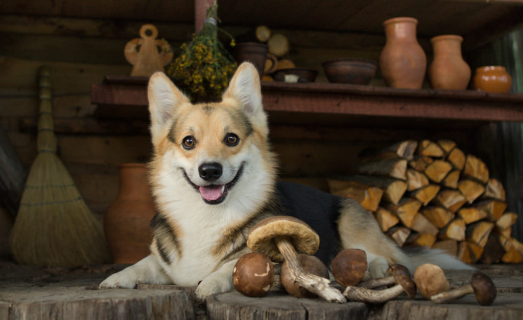 Happy dog with mushrooms