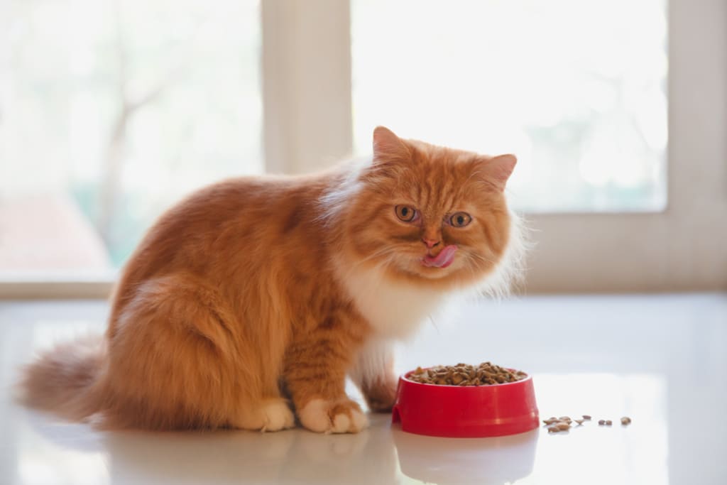 Health and Nutrition of Persian Cat