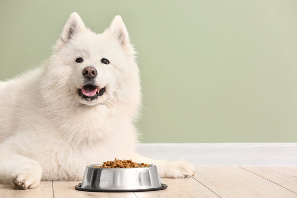 Health and Nutrition of Samoyed Dog