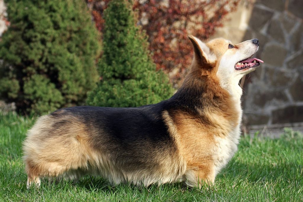 How to Keep Pembroke Welsh Corgi Dog Dry and Healthy-Looking