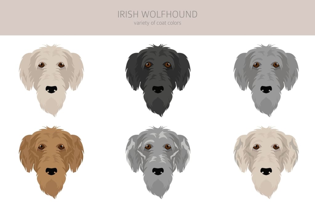 Irish Wolfhound Coat and Color Chart