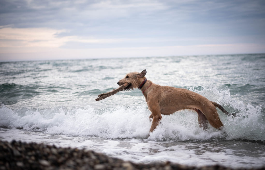 Irish Wolfhound Dog Getting Trained