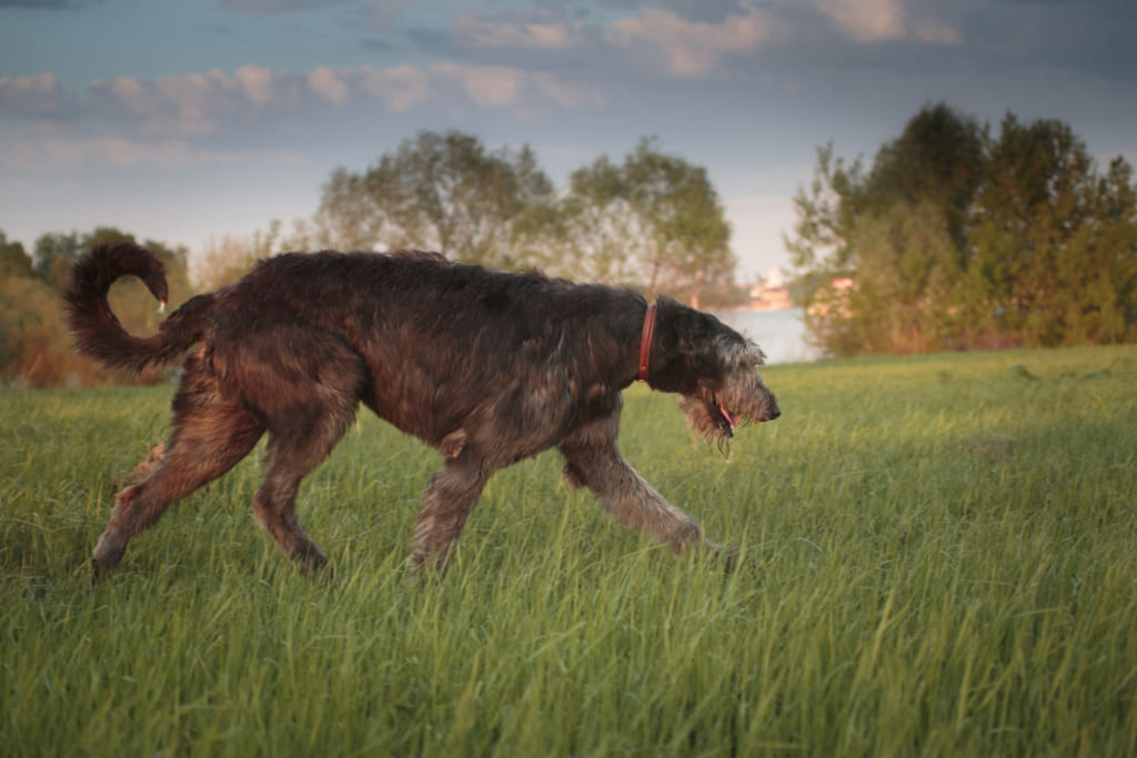 Irish Wolfhound Dog Walking on Green Field
