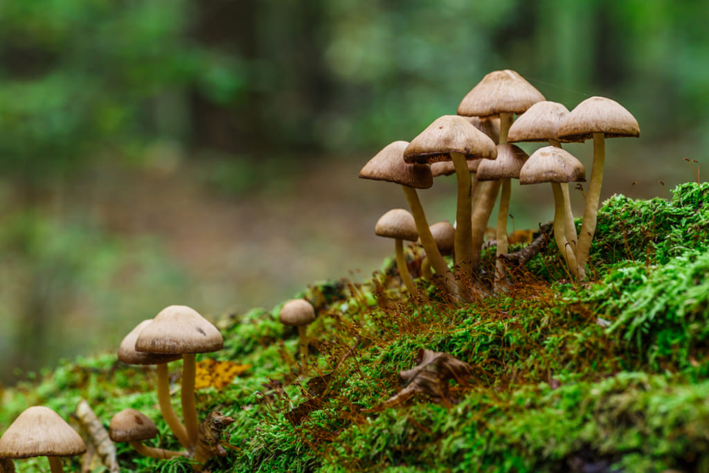 Mushrooms in wild