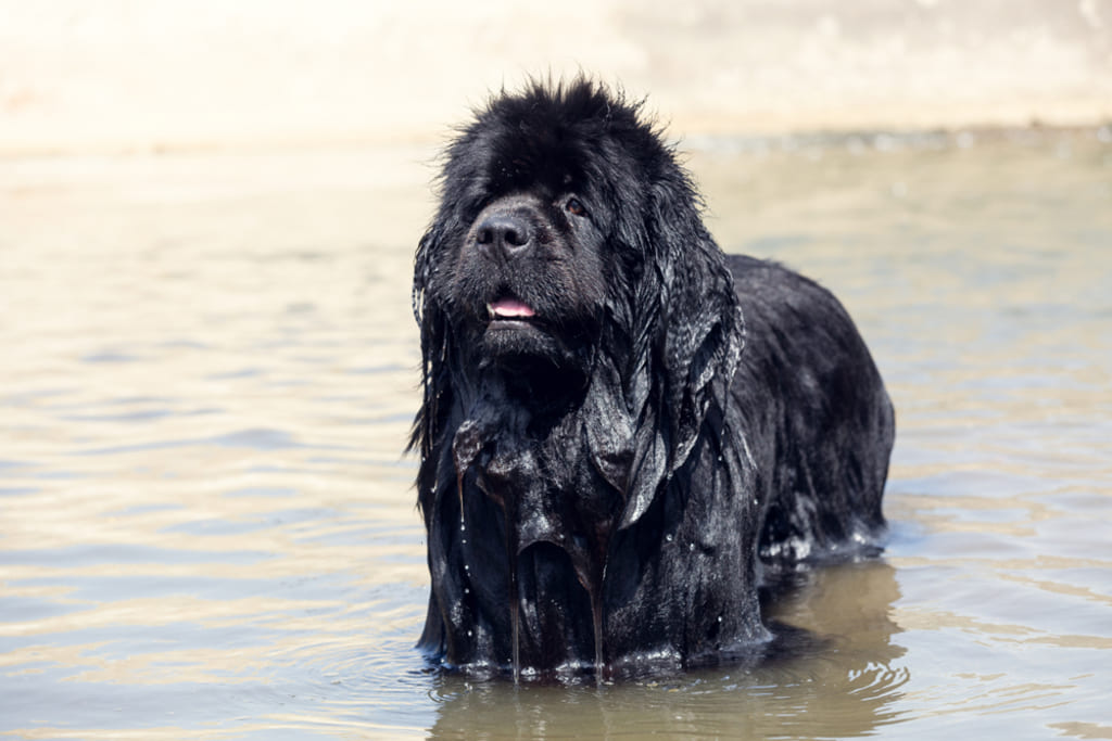 Newfoundland Dog is Swimming