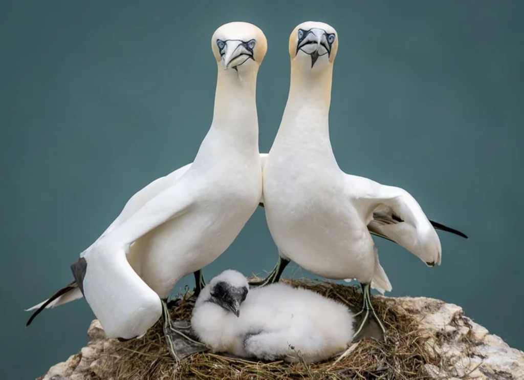 Northern gannets looking