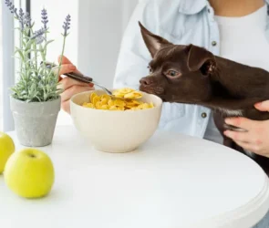Nutritious Diet for Dog Growth