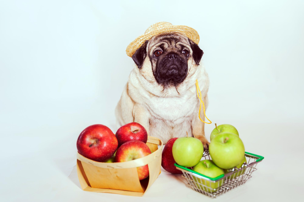 dogs having fruits