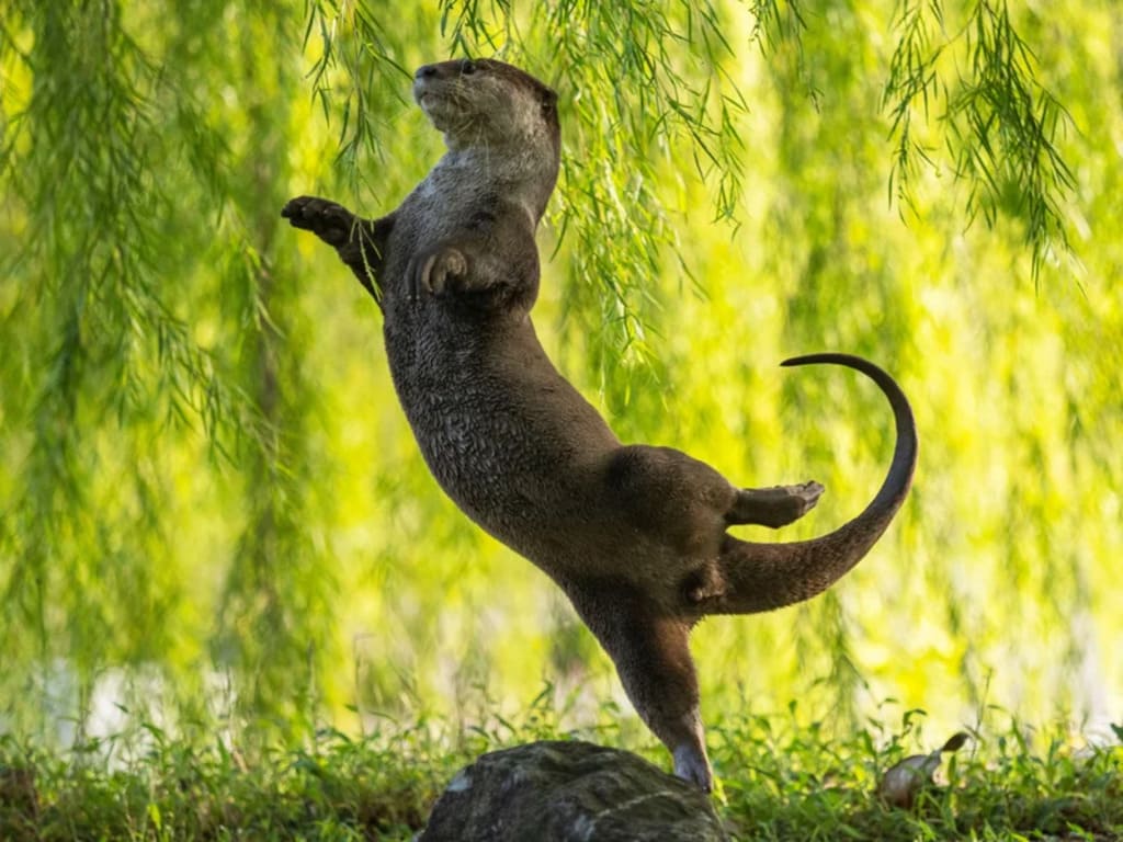 Otter doing ballet