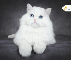 Persian Cat Breed