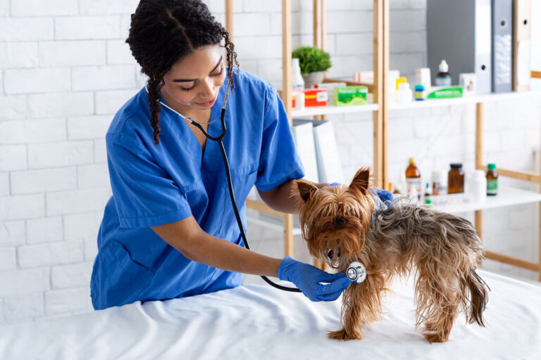 A Comprehensive Guide To What Does Pet Insurance Covers - Pets Nurturing