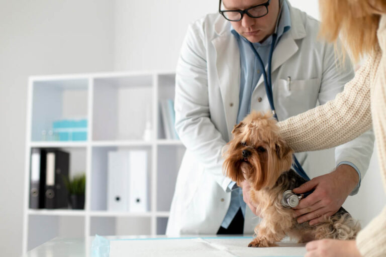 How To Choose The Best Dog Insurance For Your Furry Friend - Pets Nurturing