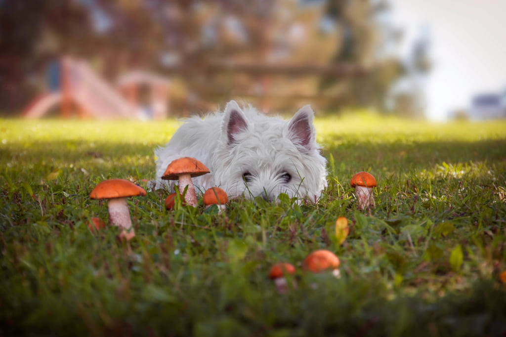 Puppy looking at mushrooms