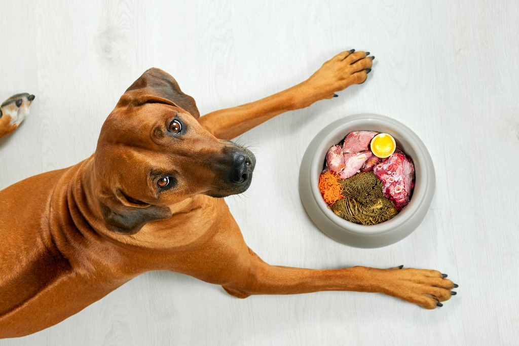 Raw Food for Dogs