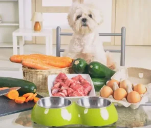 Specialized Diets for Dogs