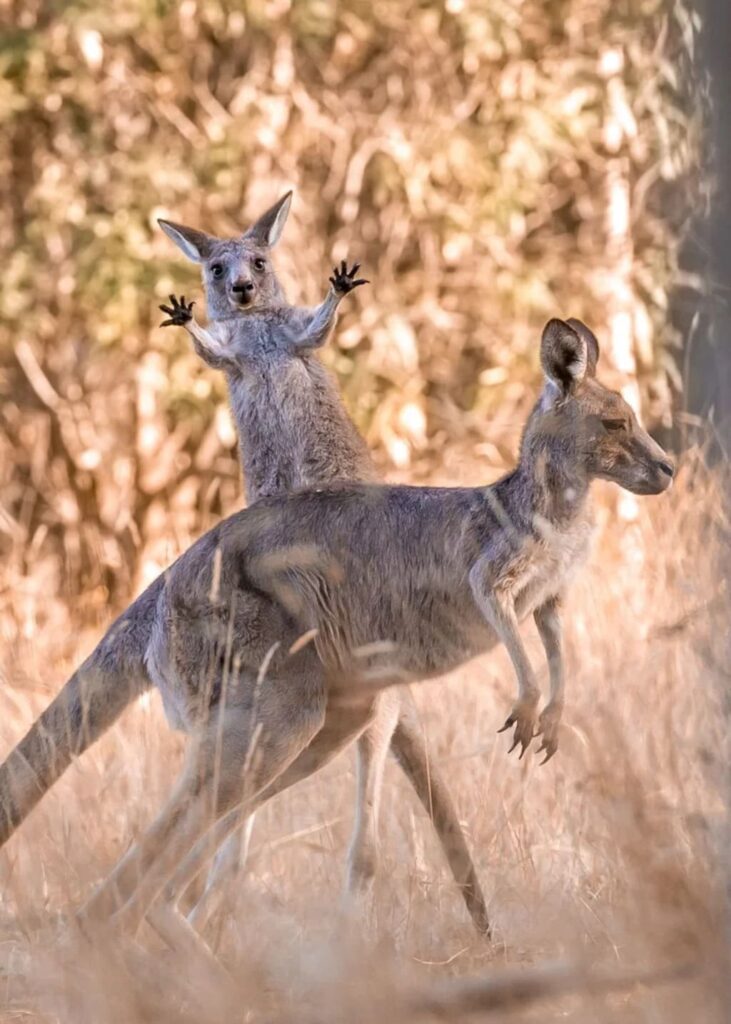 Surprised kangaroos in the wilderness