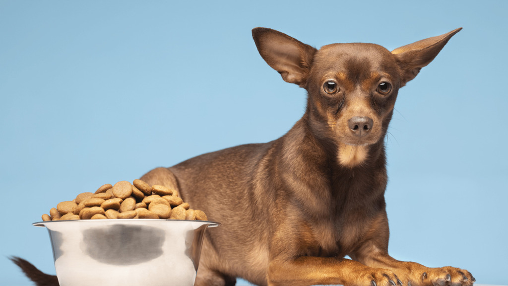 What does a Nutritious Diet For Dogs mean?