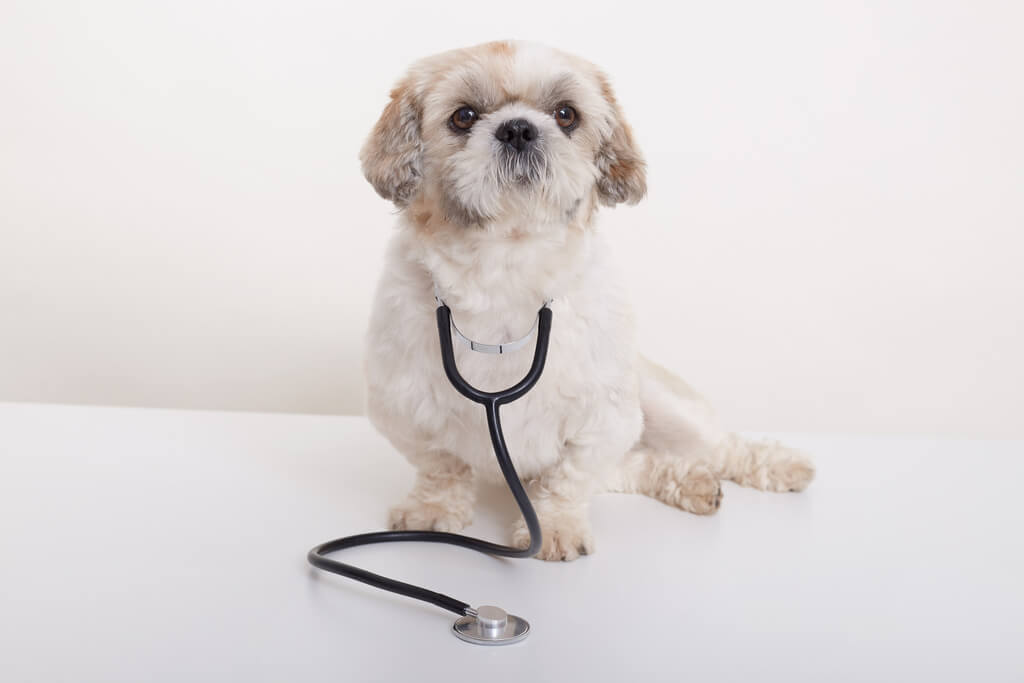Why Choose Pet Insurance for Dog
