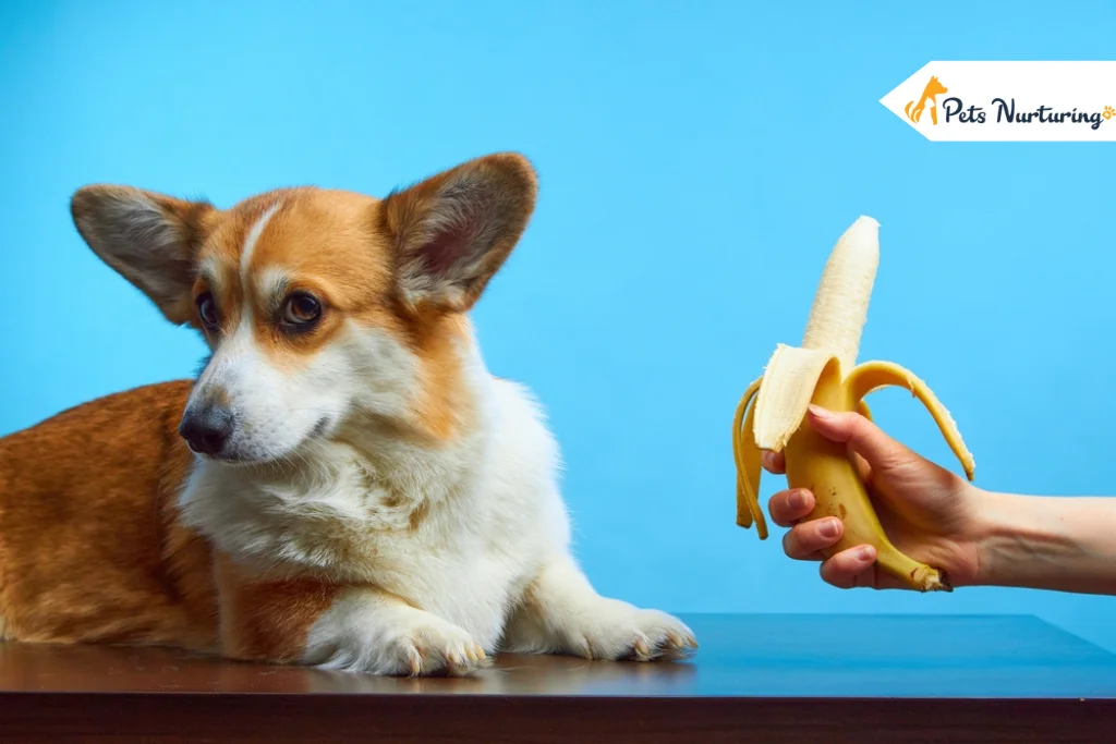 can dog eat banana