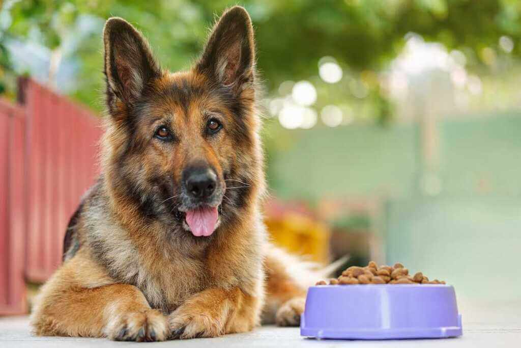dog food for weight management