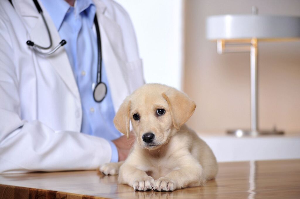 How to take care of your dog's health