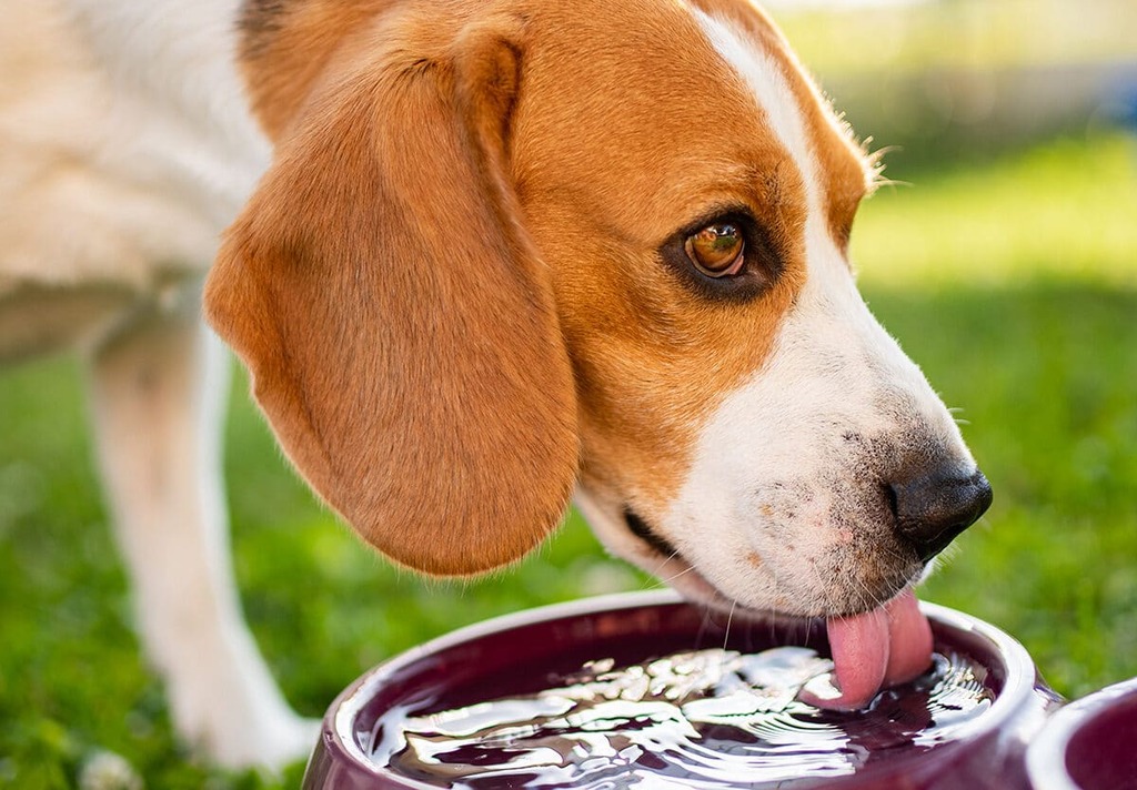 Hydration in dogs
