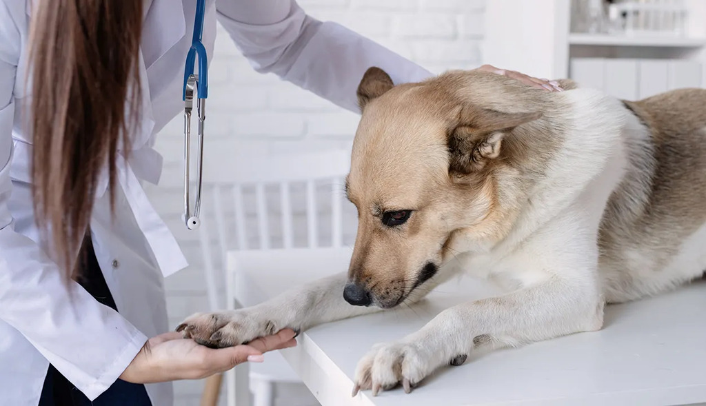 Illness coverage pets insurance