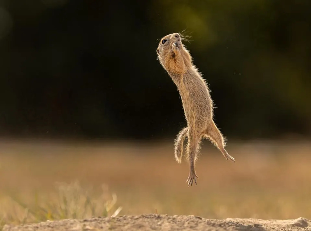 jumping squirrel