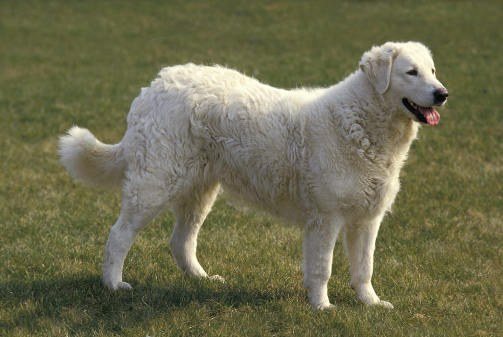 Adult Kuvasz Dog Standing on Grass