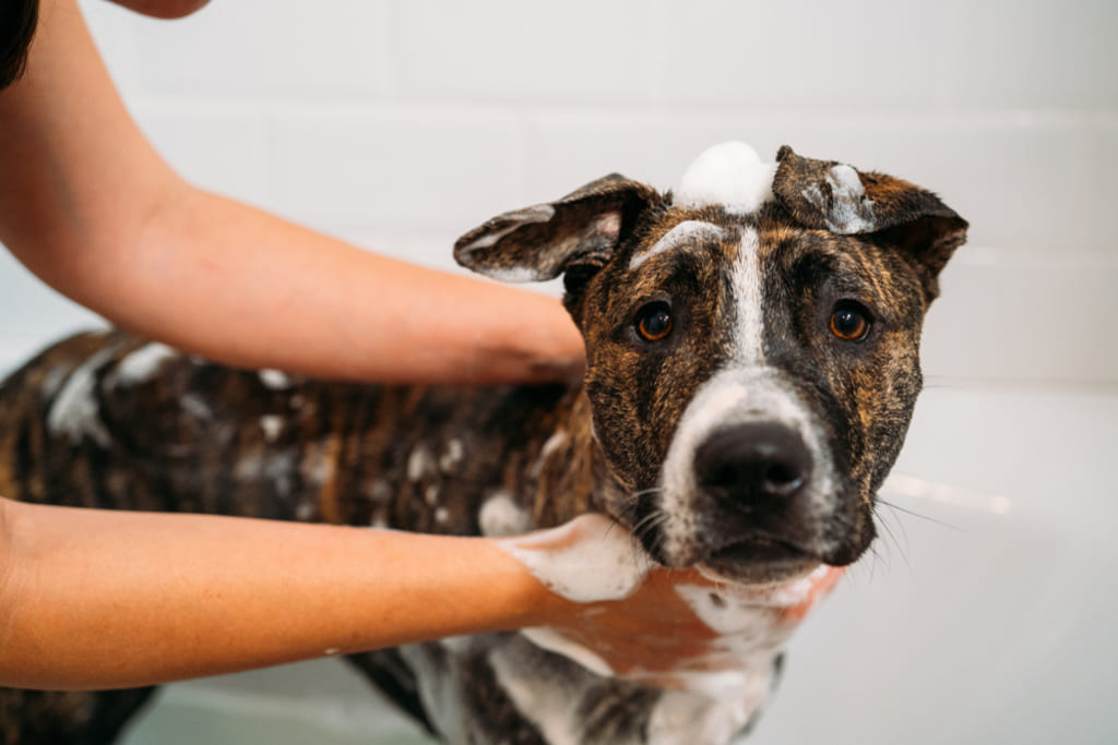 American Staffordshire Terrier Bathing