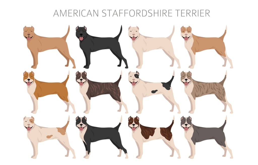 American Staffordshire Terrier Coat and Colors