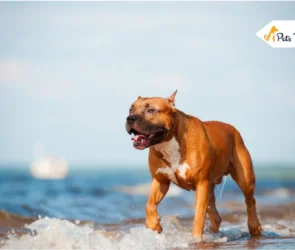 American Staffordshire Terrier Dog Breed Guide