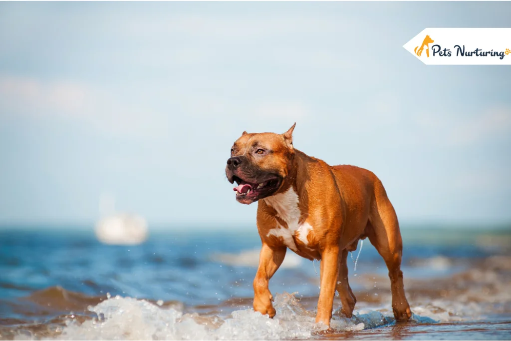 American Staffordshire Terrier Dog Breed Guide