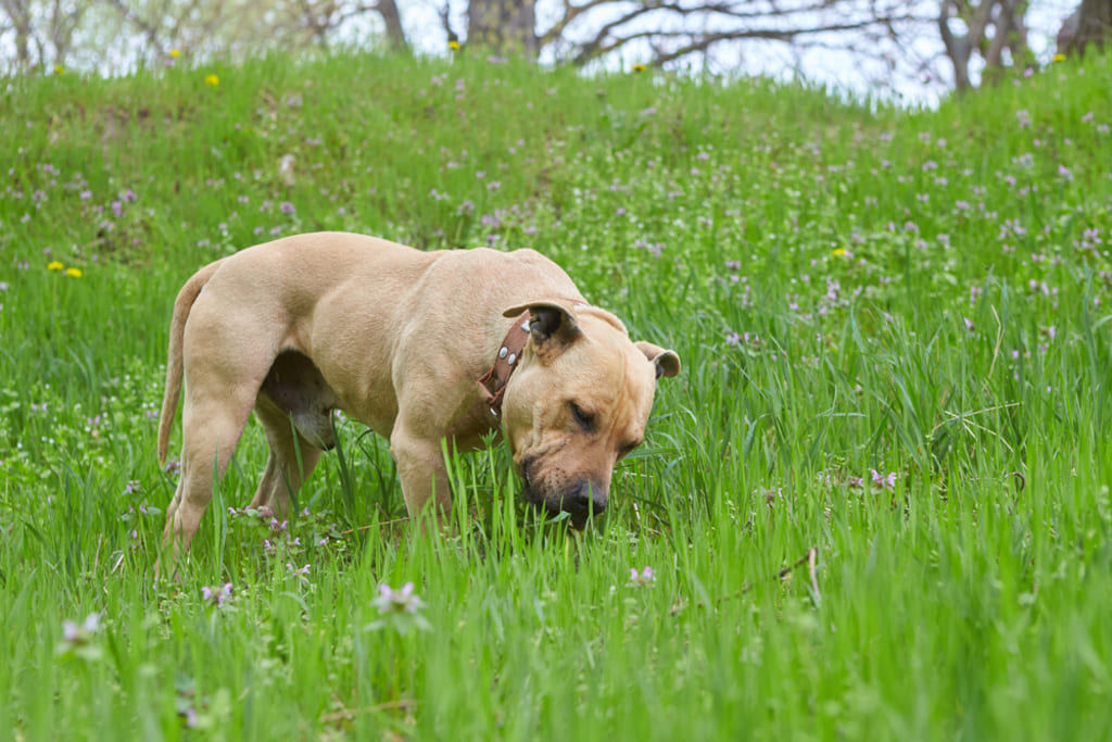 American Staffordshire Terrier Eating Grass